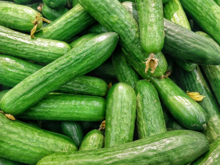 Japanese Cucumber