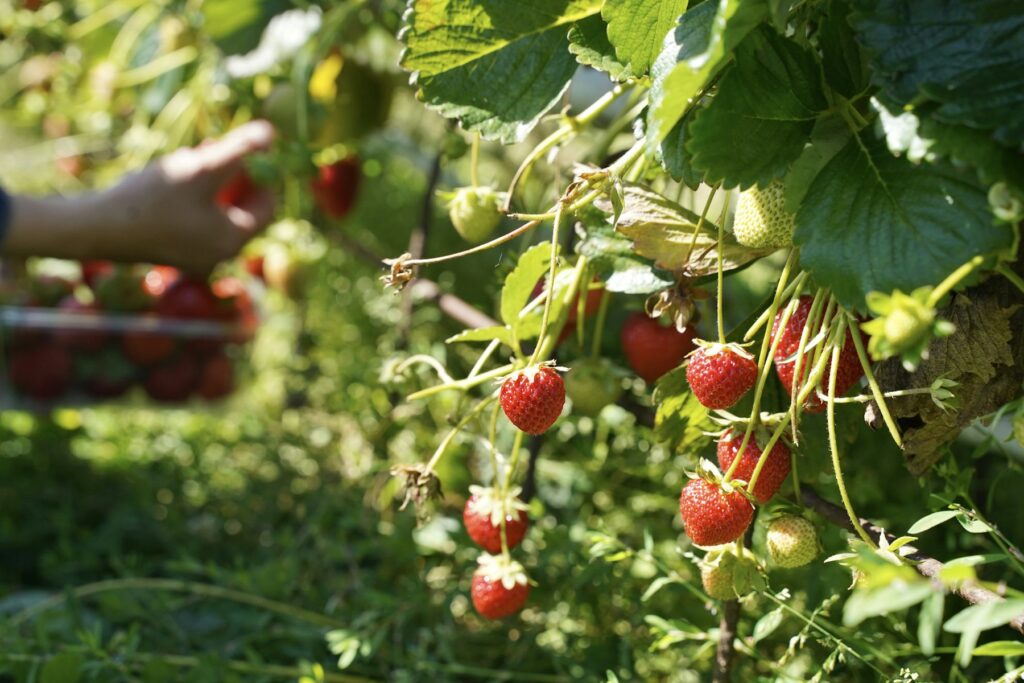 Strawberries