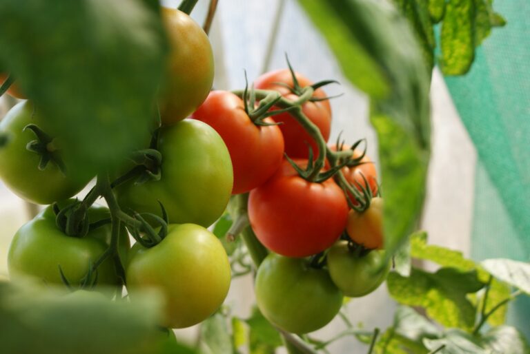 Big Beef Tomatoes