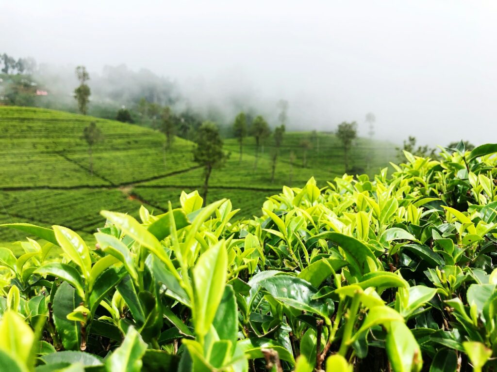 Misty Sri Lankan hill country