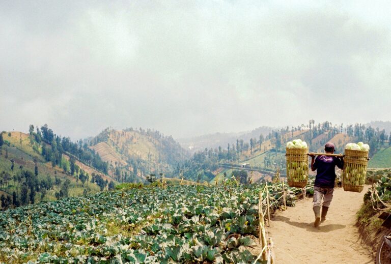 Harvest